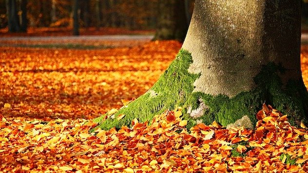 mahovina drvo lisce jesen