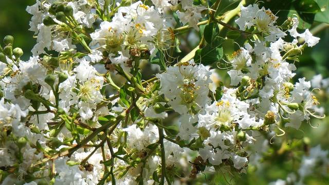 Kako se gaji mirta: Lekoviti grm opojnog mirisa - © Pixabay