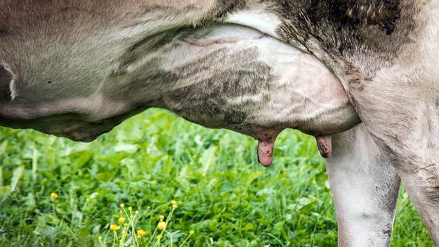 Vime krave trebalo bi oprati i denzifikovati - © Pixabay