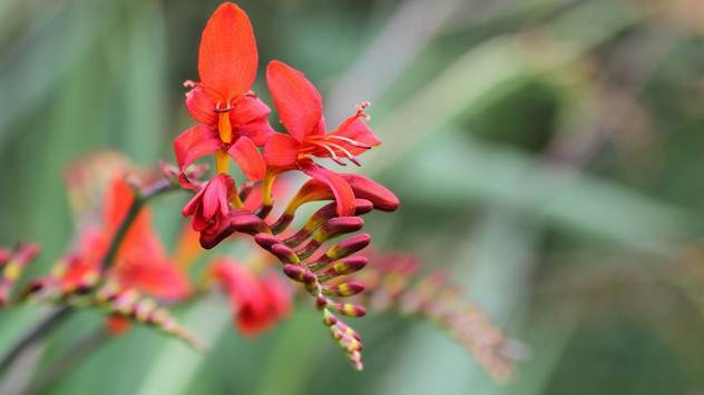 Proleće je vreme za sadnji cveća: Dalije ili gladiole? - © Pixabay