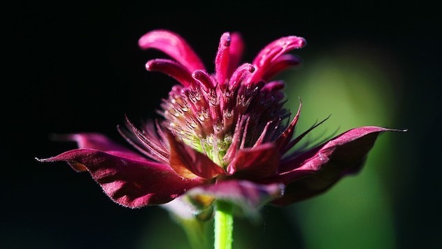 monarda cvet