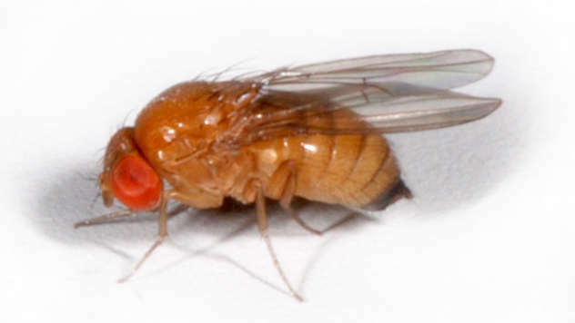 Ženka azijske mušice - © Foto: wikipedia.org