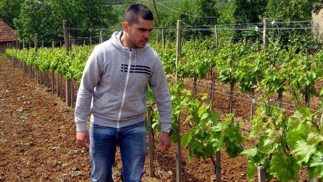 Nemanja Arsenijević u svom vinogradu © Foto: Biljana Nenković