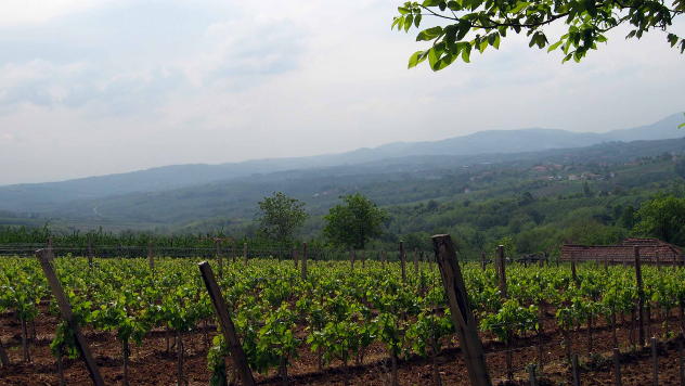 Kvalitetno vino nastaje u vinogradima - © Agromedia