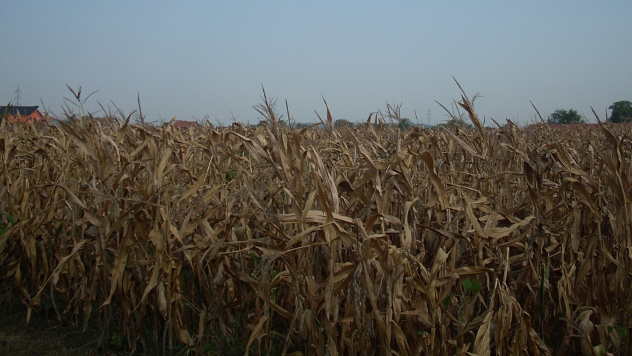 Ogledna polja pod kukuruzom - © Foto: Elena Marjanović