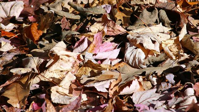 Opalo lišće - © Pixabay