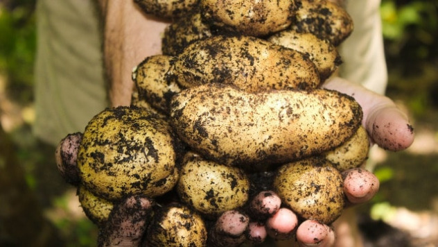 Godina je počela dobro za proizvođače krompira - © Agromedia
