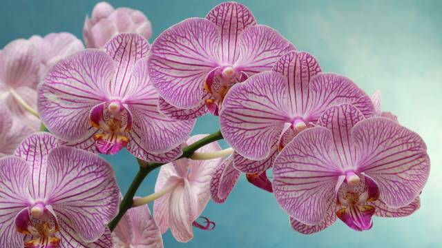 Kako se gaje orhideje u vodi - © Pixabay