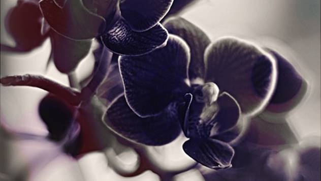 Crna orhideja - © Pixabay
