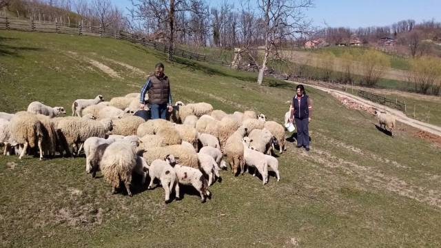 Otvaranje ugostiteljskih objekata dobra vest za ovčarei - © Milanko D.Agromedia 
