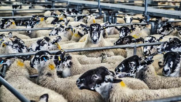 Javni poziv za dodelu podsticajnih sredstava u stočarstvo - © Pixabay