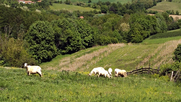 Ovčarstvo u Peckoj - © Dejan Davidović/Agromedia
