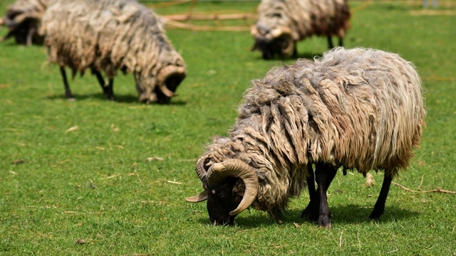 ovce na ispaši-©Pixabay