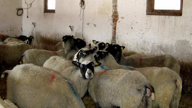 Romanovske ovce - foto: Biljana Nenković