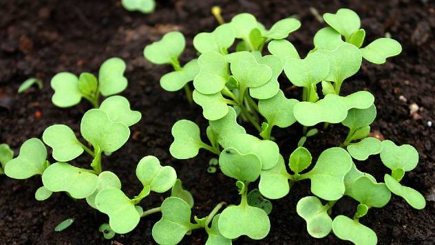 Isečete listove, a oni opet rastu: Posadite ove biljke i imajte uvek svežu  - © Pixabay