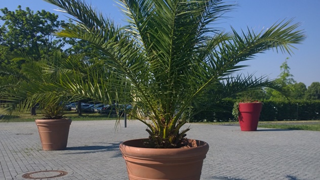 Gajenje palme u saksiji - © Pixabay