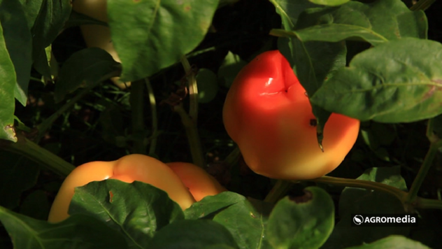 Proizvodnja paprike - © Agromedia