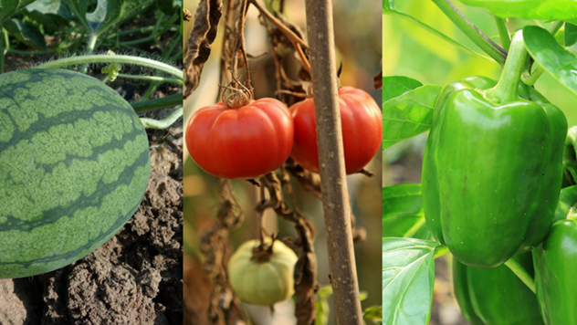 Lubenice, paradajz i paprika  - © Pixabay