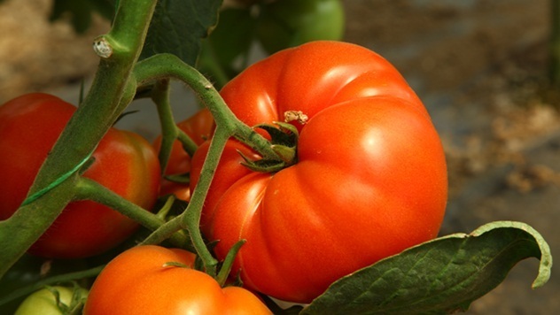 paradajz gajenje