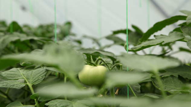 Zeleni plod paradajza - ©Agromedia