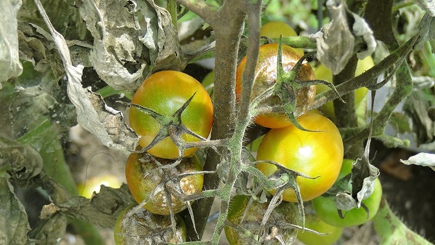Zaštita paradajza i krompira - © Pixabay