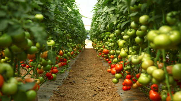 Proizvodnja paradajza - © Pixabay