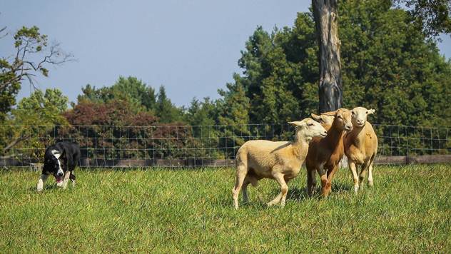 Pas za čuvanje stoke na farmi - © Pixabay