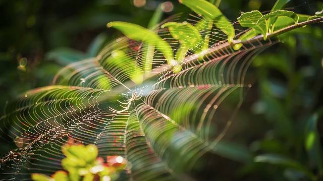 Kako oterati paukove iz kuće na prirodan način - © Pixabay