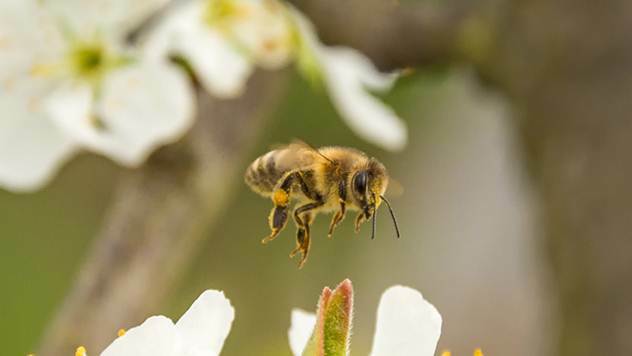 Srpske pčelinje matice se prodaju u inostranstvu - © Pixabay