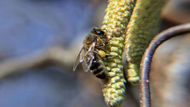 Leskin polen važan izvor hrane za svaku pčelu u rano proleće - © Pixabay