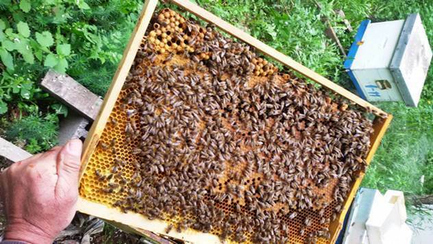 Pčelari vole pčele, a medari su usmereni na zaradu - © Julijana Kuzmić