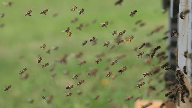 Pčele najradije sleću na mlade rese leske - © Pixabay