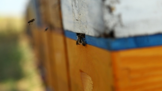 Pčela ©Agromedia