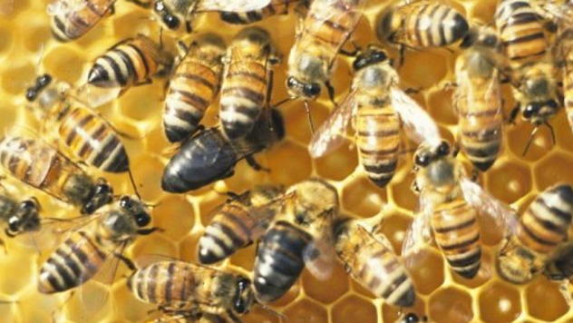 Pčela © Foto: all free downloade com.jpg