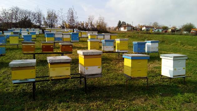 Ljubav prema pčelarstvu rodila se na fakultetu - © Dejan Davidović/Agromedia