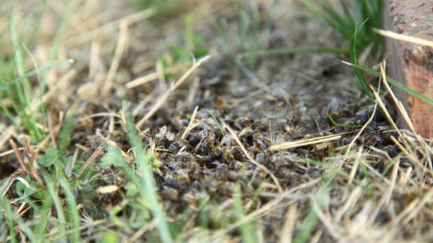 Pčelinja društva - © Foto: Agromedia