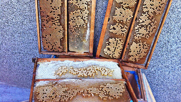 Pčelinje saće - vlasnik fotografije Petar Savić, udruženje pčelara Beli bagrem