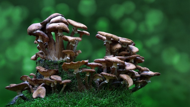 Ilustracija: Pesticidi napravljeni od pečuraka mogu biti budućnost zaštite bilja - © Pixabay