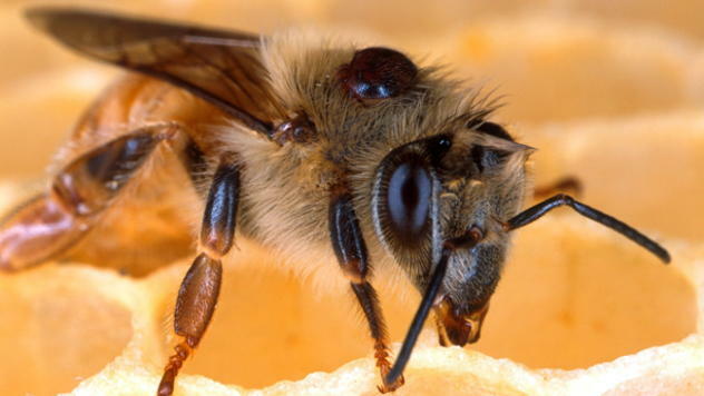 Pčele - © Foto: pixabay.com