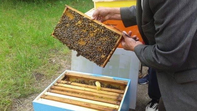 Bespovratna sredstva za nabavku pčelinjih društava i opreme za pčelarstvo - © Agromedia