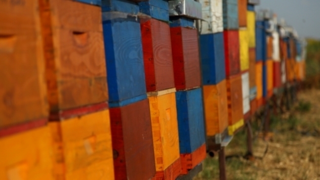 Javni poziv za dodelu podsticajnih sredstava u pčelarstvu - © Pixabay