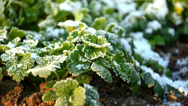 Priprema začinskog bilja za zimu - © Pixabay