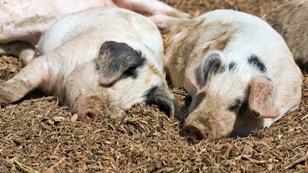 Pregovori Industrije mesa Mitros i sremskih stočara mogu trajati i do dve godine - © Pixabay