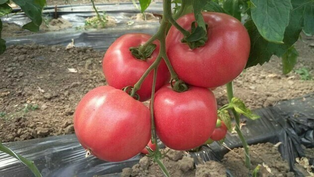 Udružena sadanja biljaka: paradajz - © Agromedia