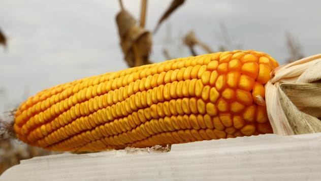Hibrid kukuruza kompanije Pioneer - © Agromedia