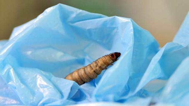 Voskov moljac može da jede i razgrađuje plastiku - © CNET