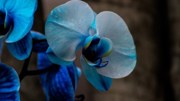 I u plavu orhideju ubrizgava se pigment - ©Pixabay