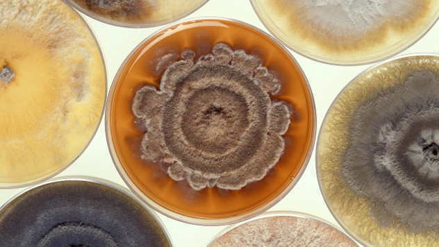 Plesni pod mikroskopom - © Foto: www.pixabay.com