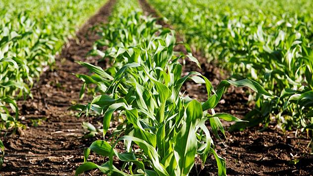 Za kupovinu poljoprivrednog zemljišta rok otplate kredita do 10 godina - © Pixabay