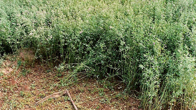 Polje lucerke koja ide u senažu - © Foto: www.wikimedia.org